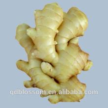 Fresh Ginger from Shandong supplier