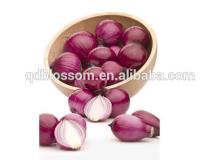China fresh red onion sale