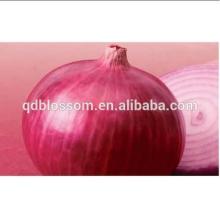 fresh red onion sale