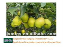 sweet fragrant pear