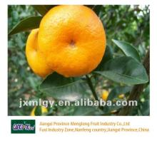 Famous nanfeng baby mandarin orange on sale