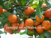 October mandarin