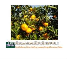 baby mandarin orange