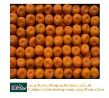 Fresh  Nanfeng   Mandarin   Orange 
