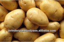 Fresh Long Shape High Quality Potato for Sale