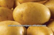 High Quality Fresh Long Shape Common Potato for Sale