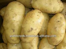 High Quality Long Shape Fresh Potato for Sale