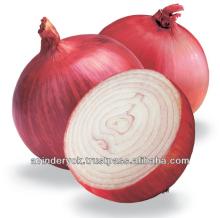Common Cultivation Fresh Red Onion for Sale