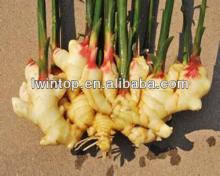 2013 crop fresh ginger