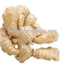 Fresh, semi-dry, air-dried ginger with good quality