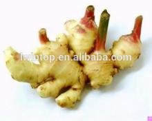  2013   new   crop   ginger  buyers