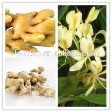 new harvested fresh ginger