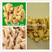 2013 Specification Fresh Ginger