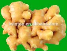 fresh ginger buyers(HACCP,ISO9001)