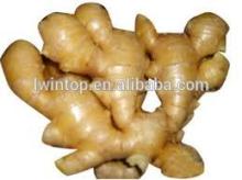 Chinese fresh dried ginger for sale