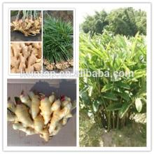 New Harvest 2013 Fresh Ginger 100-150gr