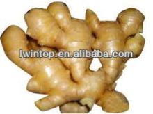 market prices for ginger 2013 young ginger