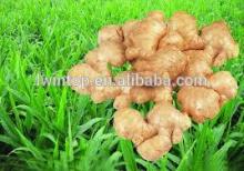 100% High Quality Dry Ginger Price 2013 New Factory Supply