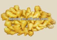 2013 Fresh ginger with 10kg carton package high quality from Shandong