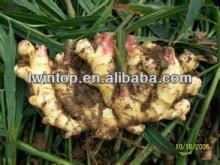 fresh  ginger  300g up  crop   2012 