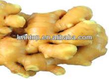 Chinese 2013 Fresh ginger with 10kg carton package high quality from Shandong