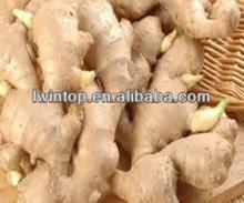 high quality dried ginger for Europe Market