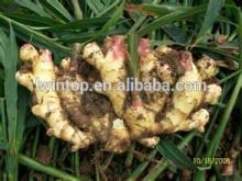 2014 Chinese Fresh Ginger