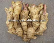 fresh good quality ginger,market prices for ginger