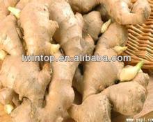 2013 Chinese fresh ginger for sale with cheaper price and high quality