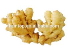 2013 Price of Fresh Ginger, New Crop