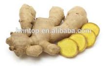 Cheapest Price Chinese Fresh Mature Fat Yellow Ginger for Sale