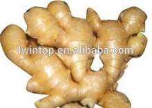 Chinese High Quality Fresh Ginger Root Professional Exporter in China