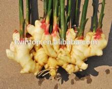 import fresh young ginger from China in bulk