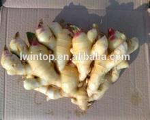 bulk fresh ginger specification
