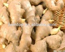 fresh ginger specification