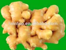 Fresh Ginger for  Europe  Market
