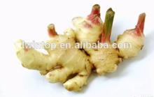 chinese fresh young ginger bulk fresh ginger specification