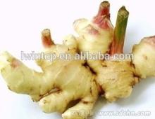 market prices for ginger/export of agriculture products
