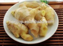  GAP   FRESH   GINGER  in New Season