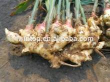 air-dried ginger China supplier