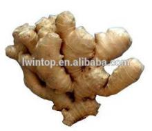 China fresh ginger 2014
