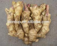 Fresh Ginger,Semi Dried Ginger,Pure Dried Ginger