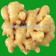 Fresh Ginger,2014 China Fresh Ginger,chinese fresh ginger