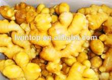 fresh ginger bulk supply
