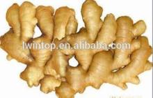 2014 Chinese new fresh mature ginger -half dry ginger -air dry ginger