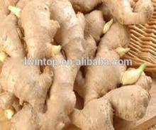 fresh ginger new corp from China