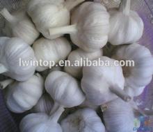 China Wholesale garlic supplier Low price