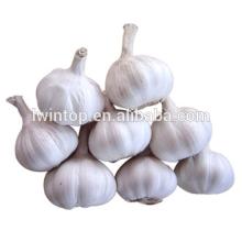 2013 High quality Fresh white garlic in good market