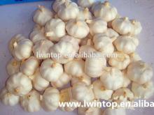 chinese cold store garlic