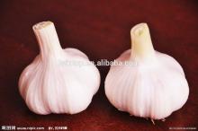 Fresh Peeled  Garlic   Bulk  For Middle East Market (9kg Mesh bag packing)